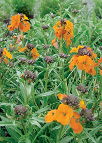 Erysimum  'Apricot Twist'